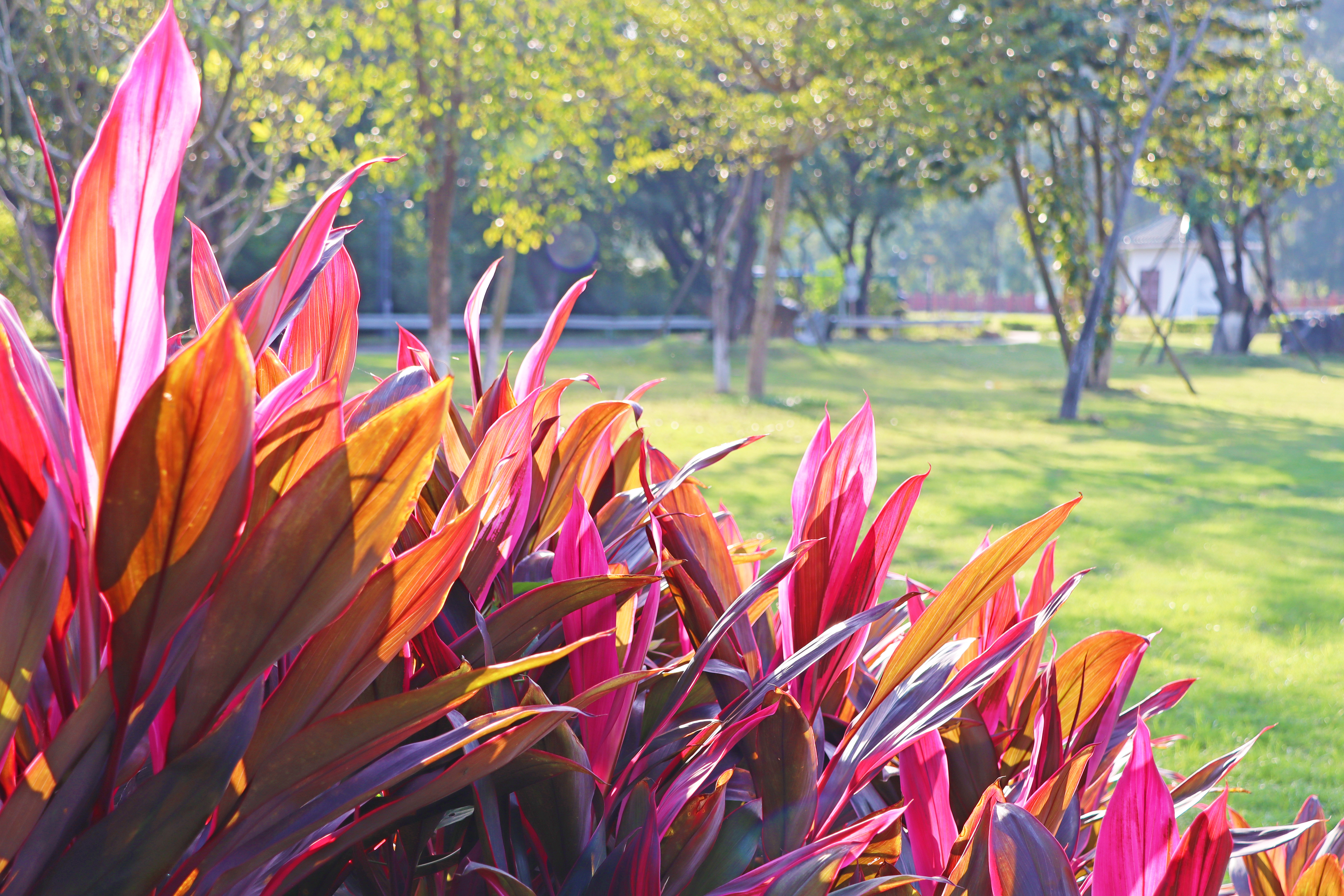 Cordyline