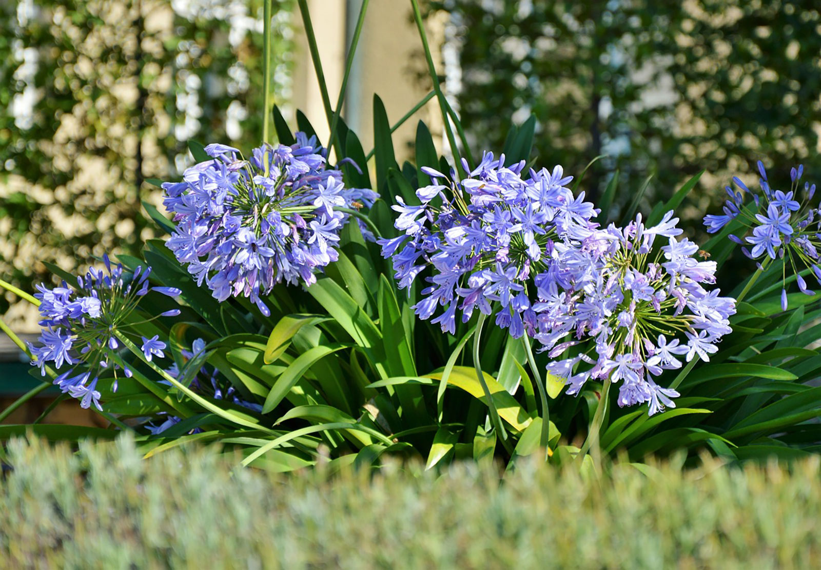 Agapanthus