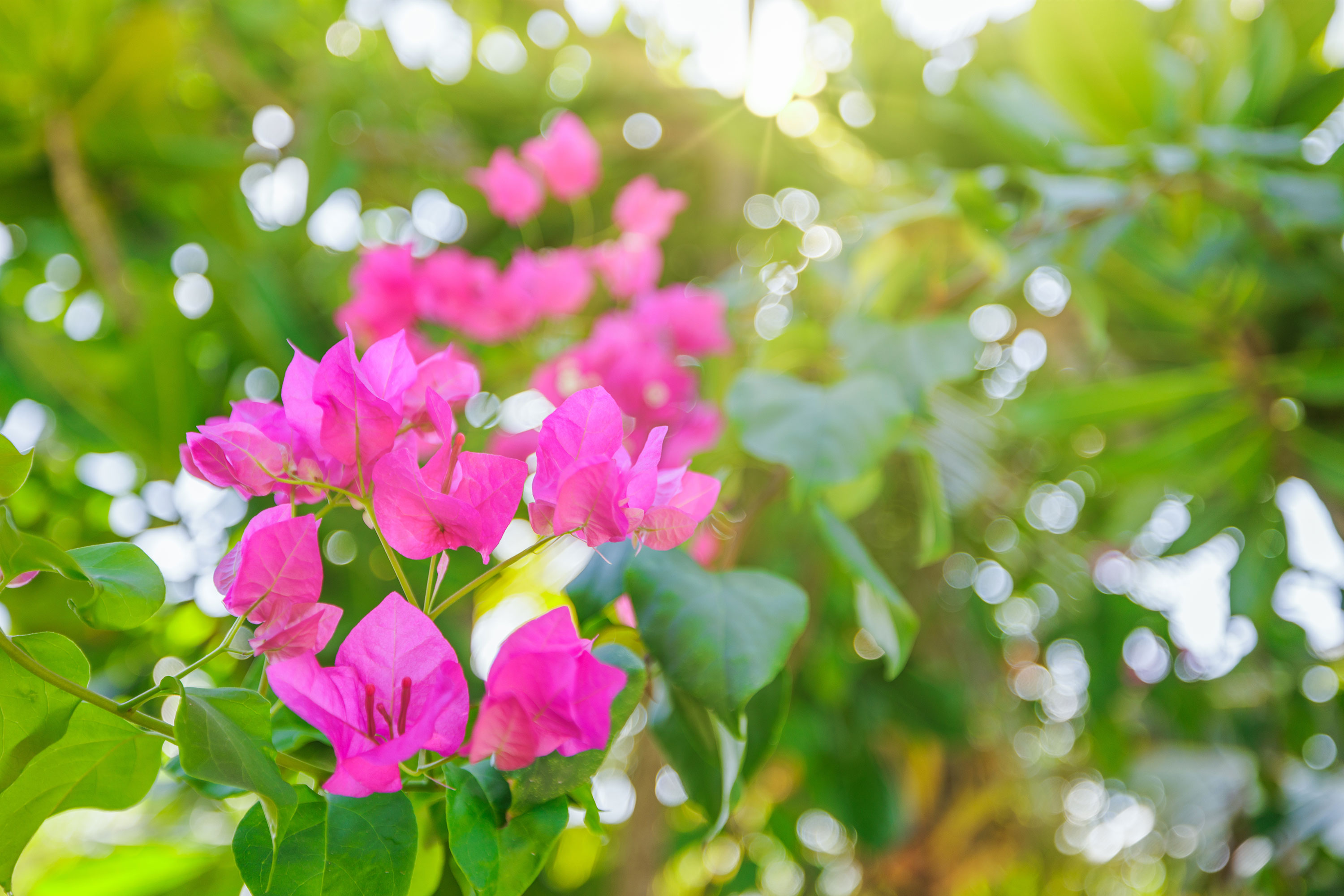 Bougainvillea