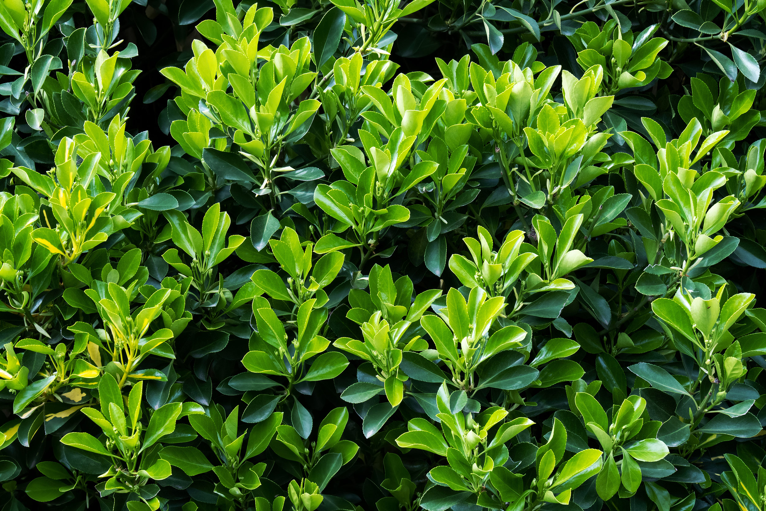 Euonymus Tom Thumb Hedge