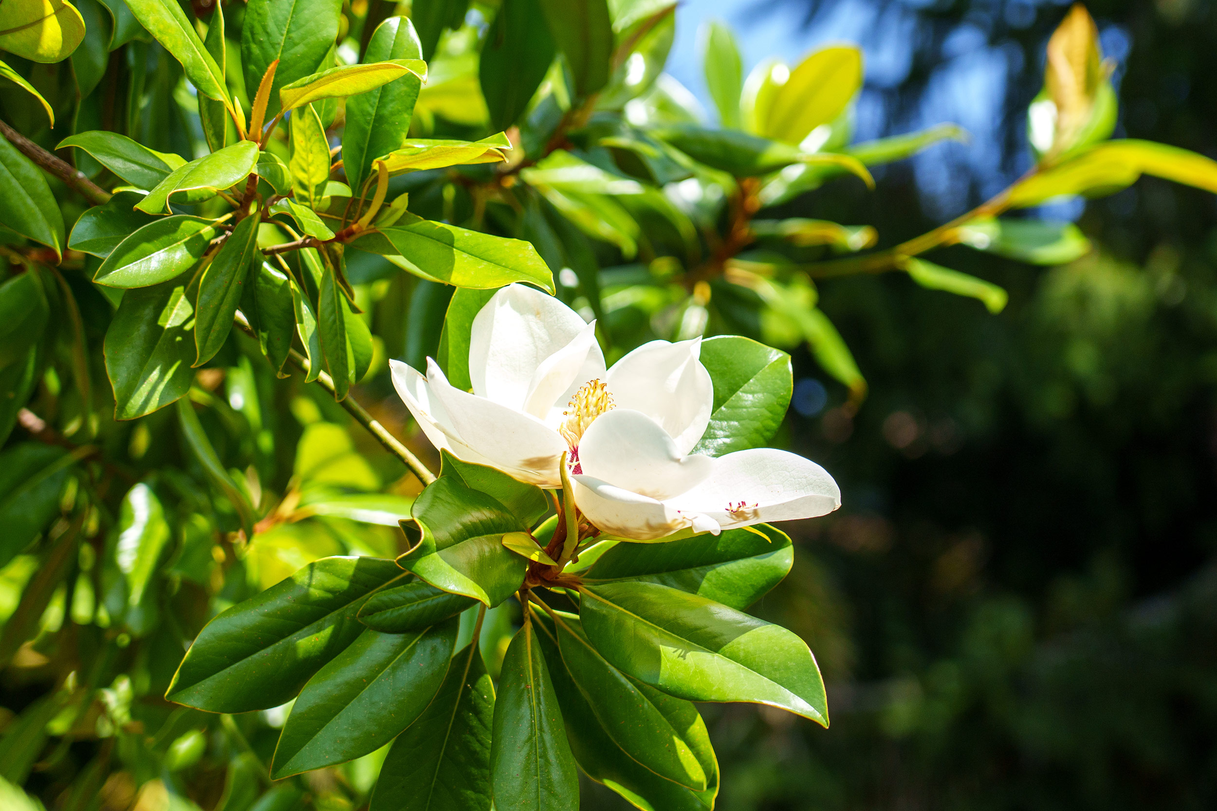 Evergreen Magnolia