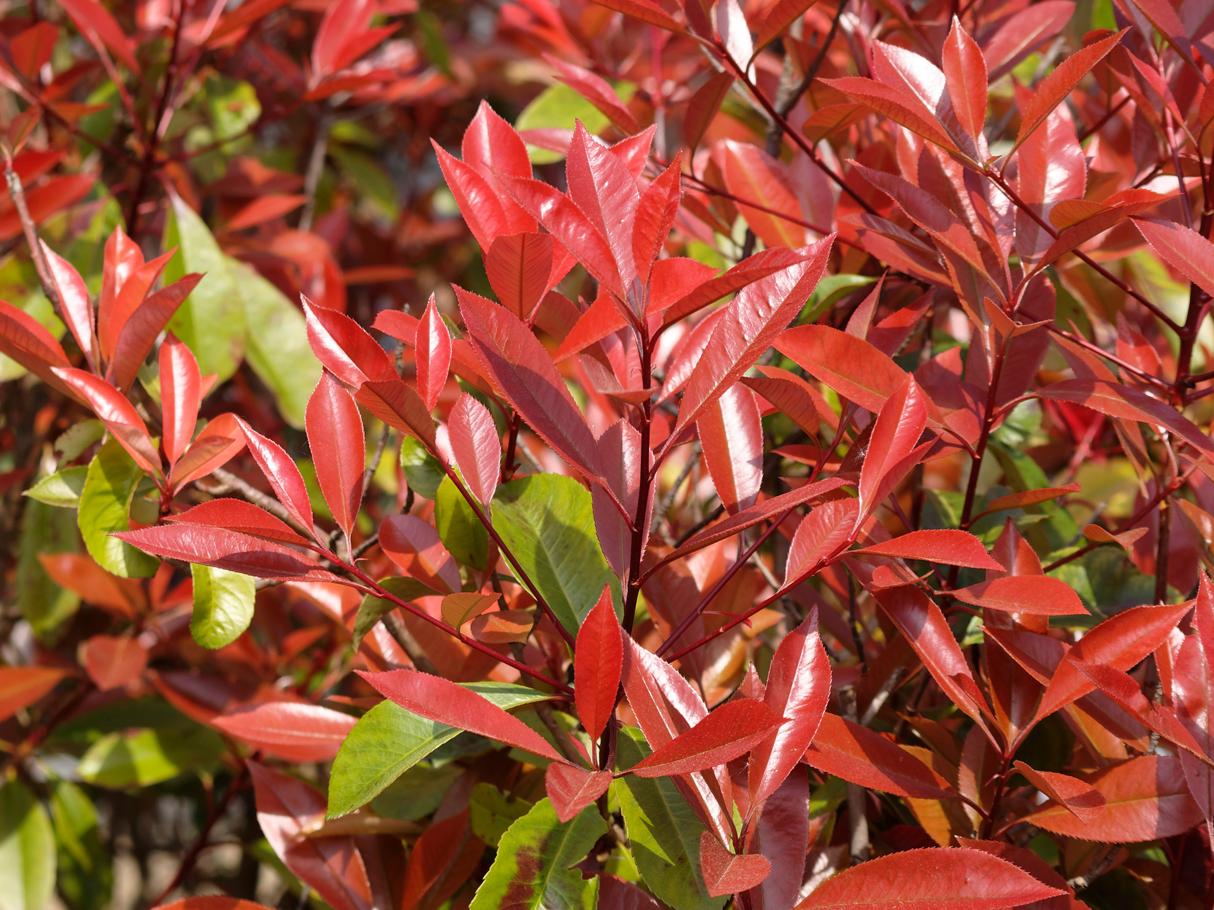 How to Plant a Hedge