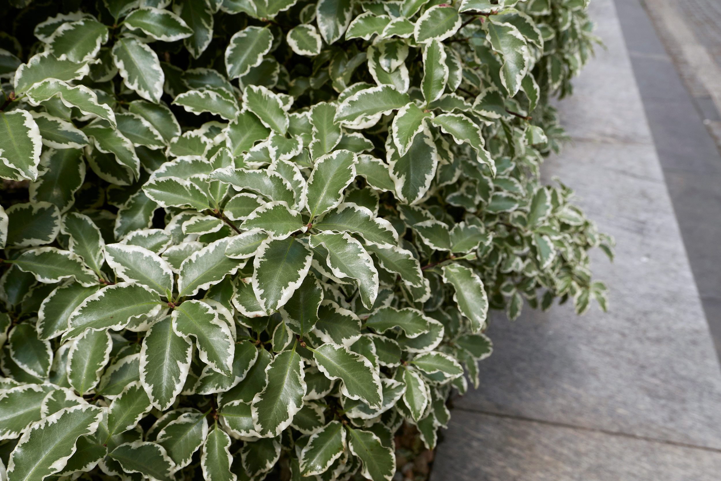 Pittosporum Tenuifolims