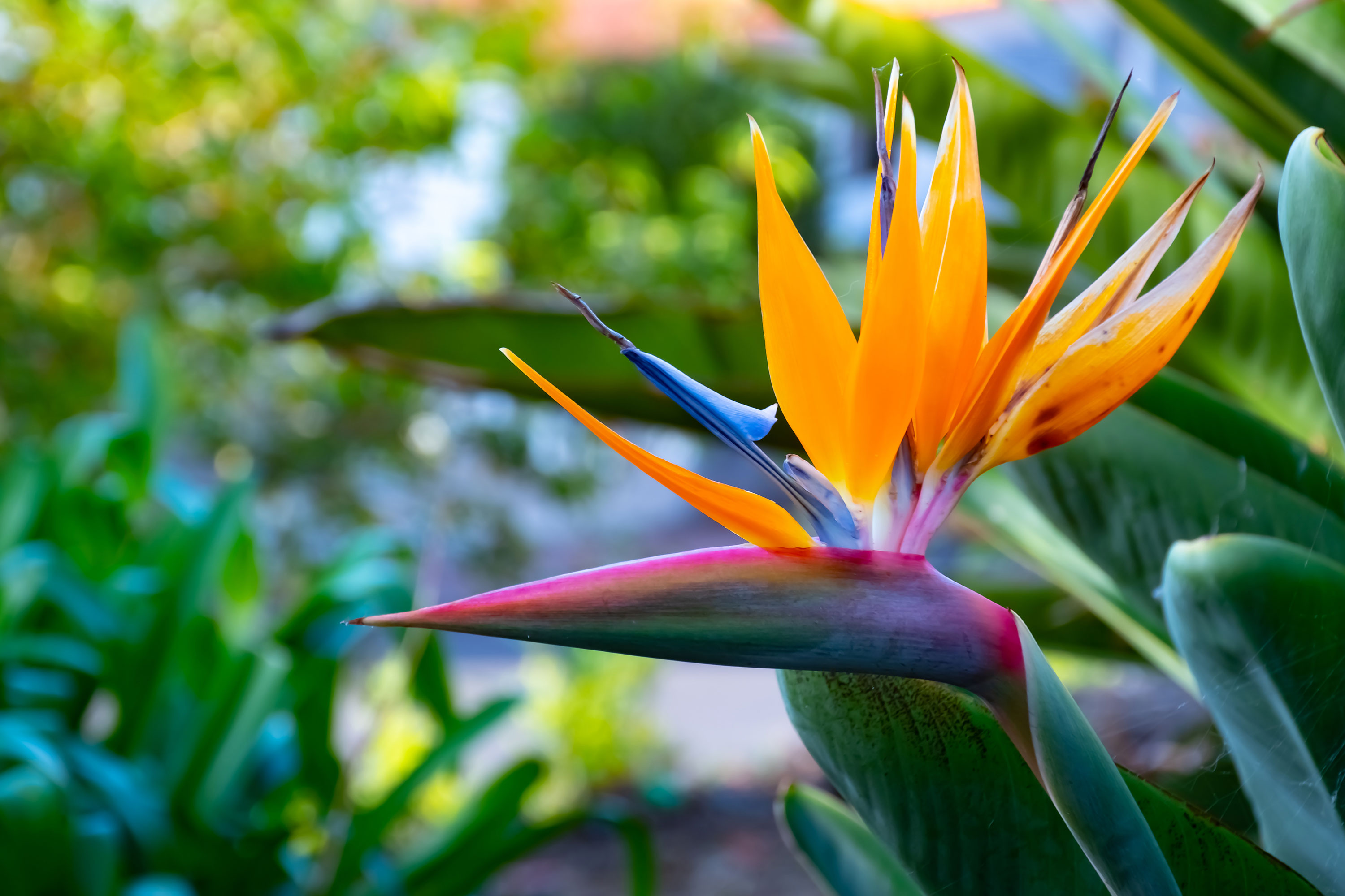 Bird of Paradise