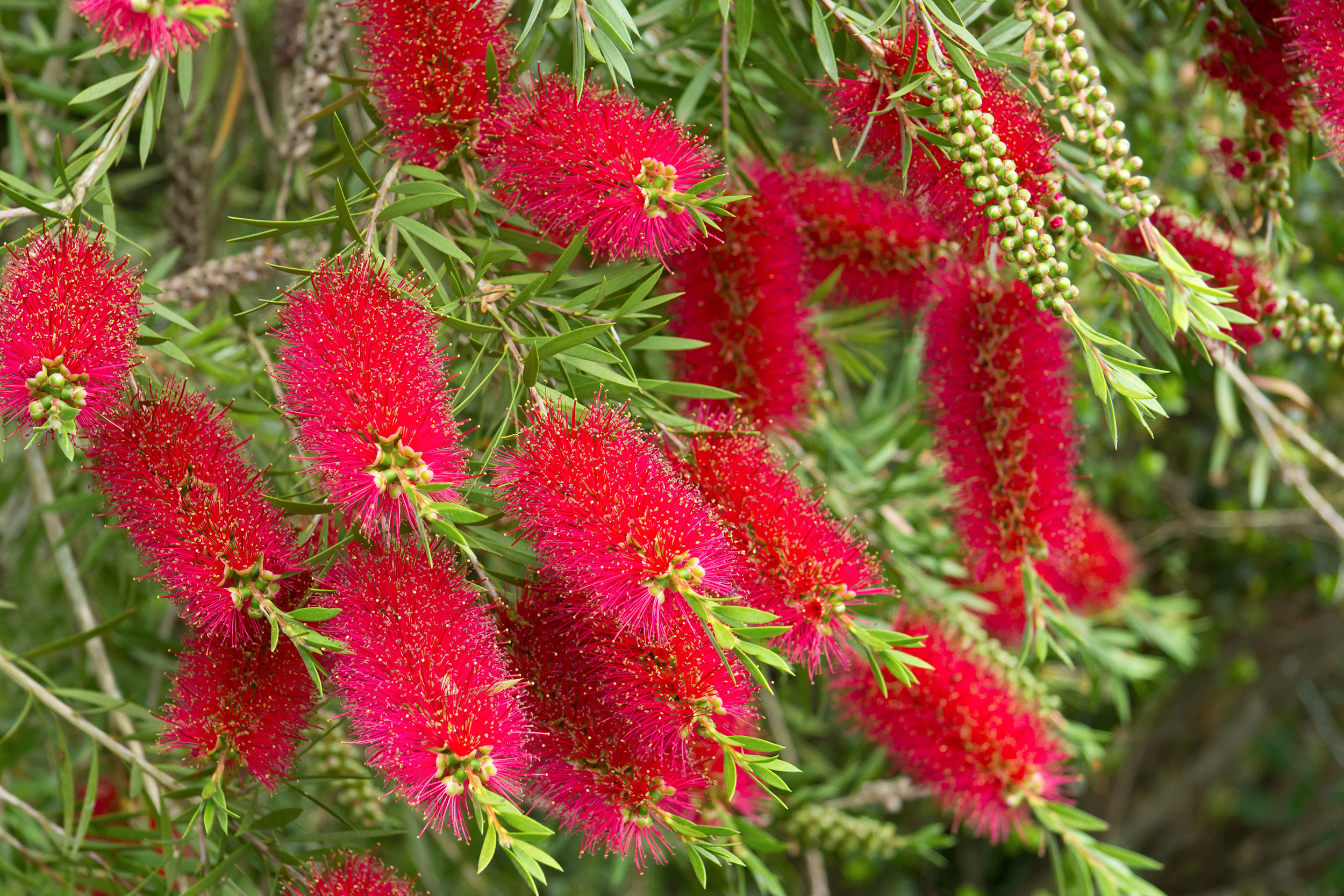 Bottlebrush