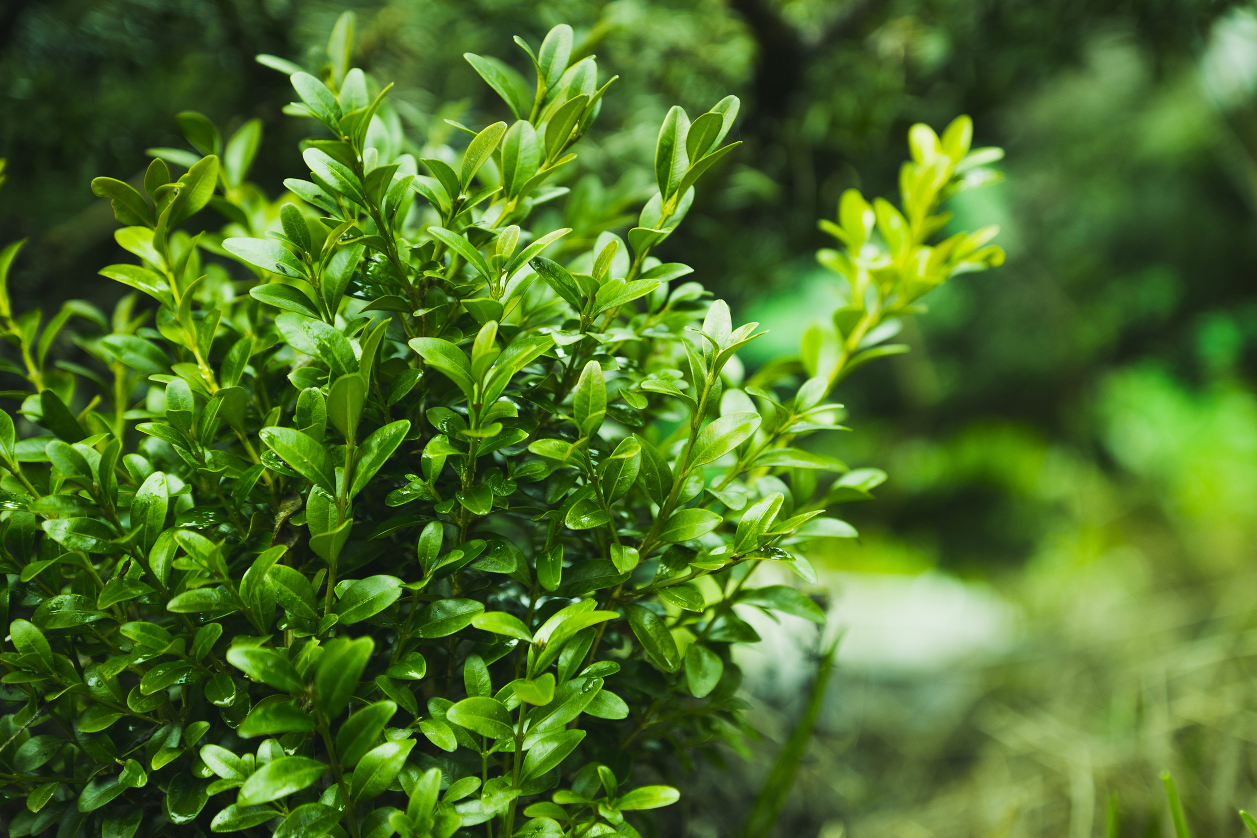 Boxwood Hedge