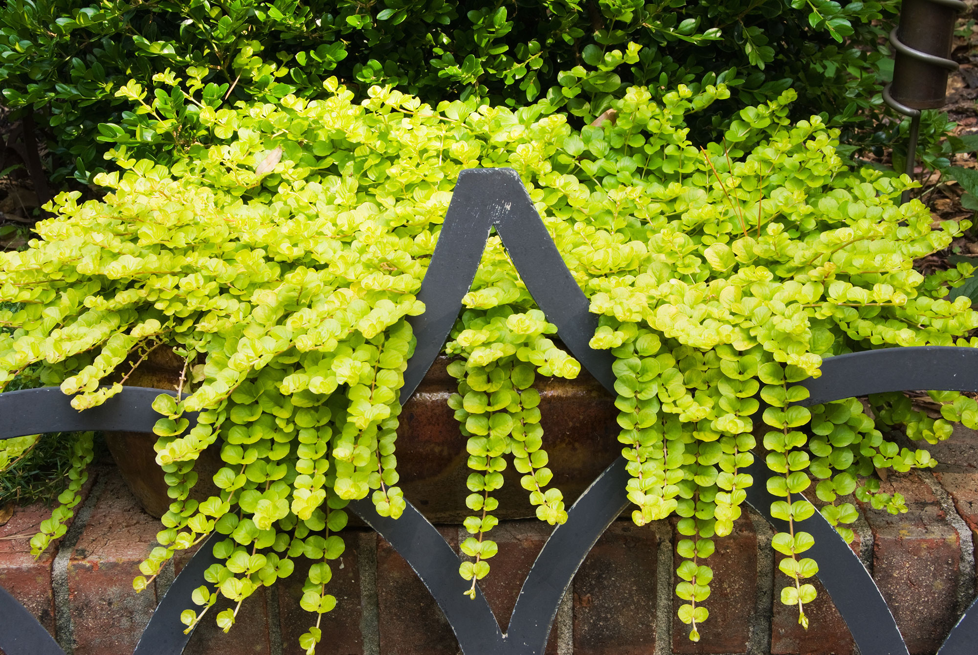 Creeping Jenny