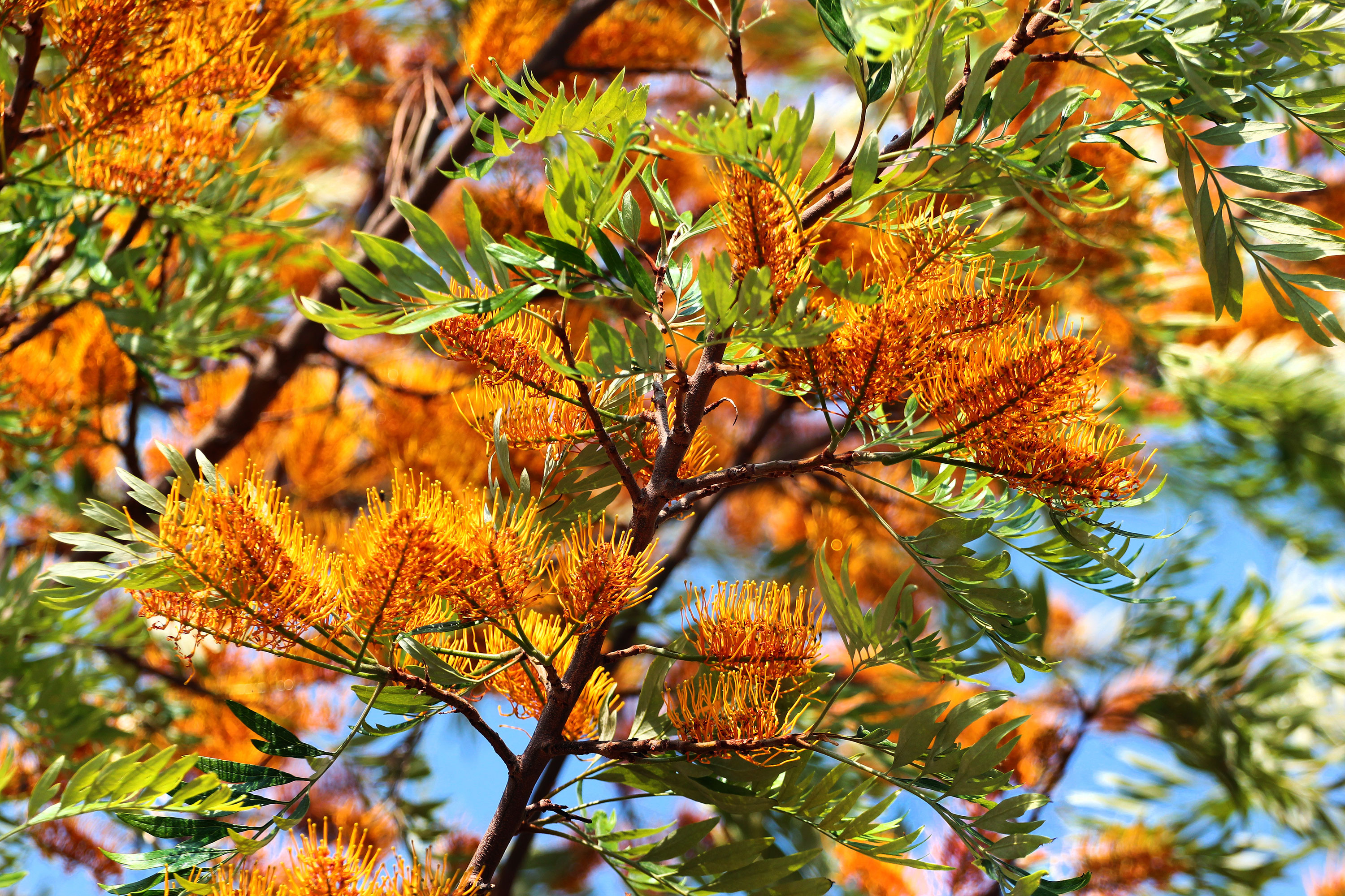 Grevillea