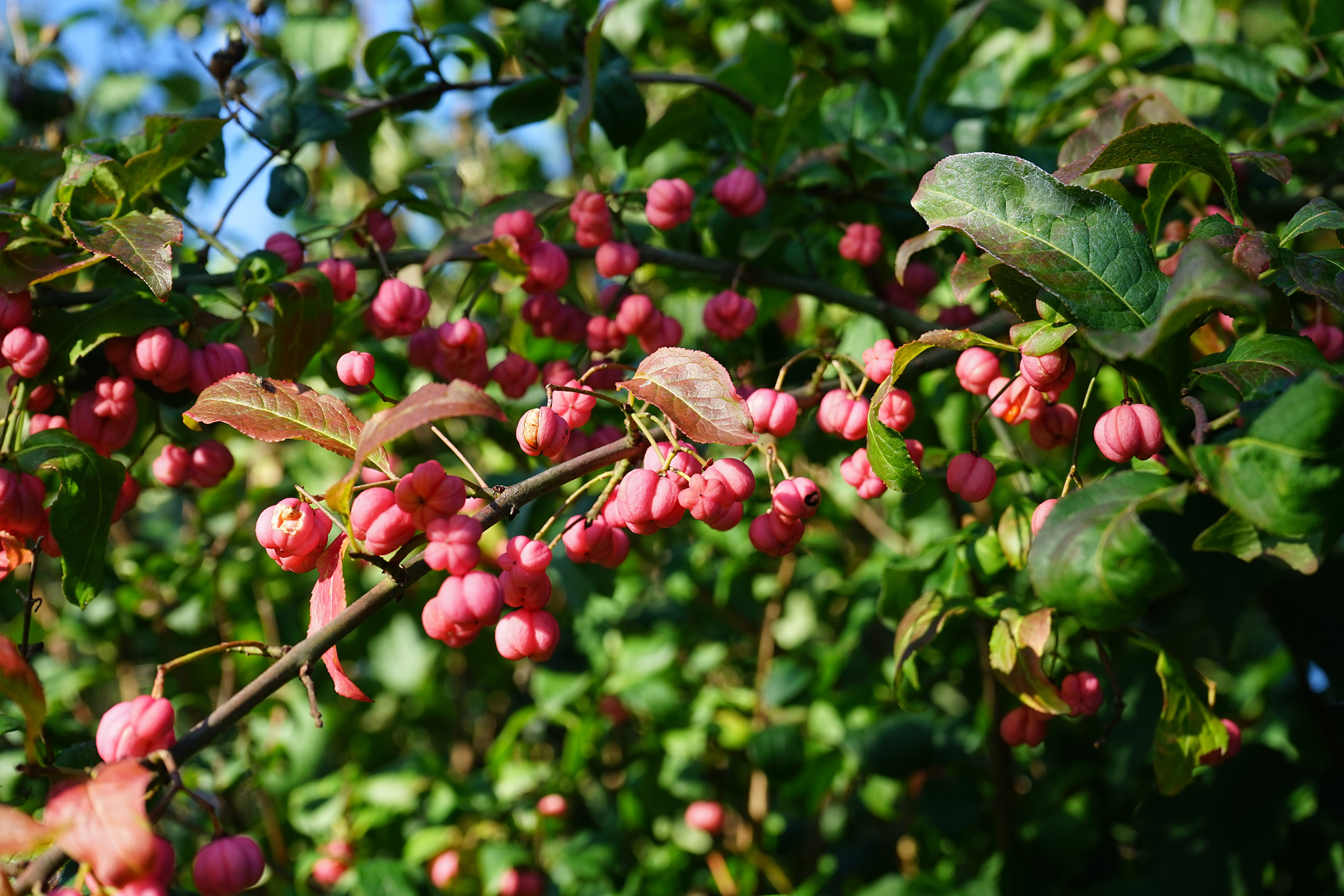 Lily Pilly Hedge