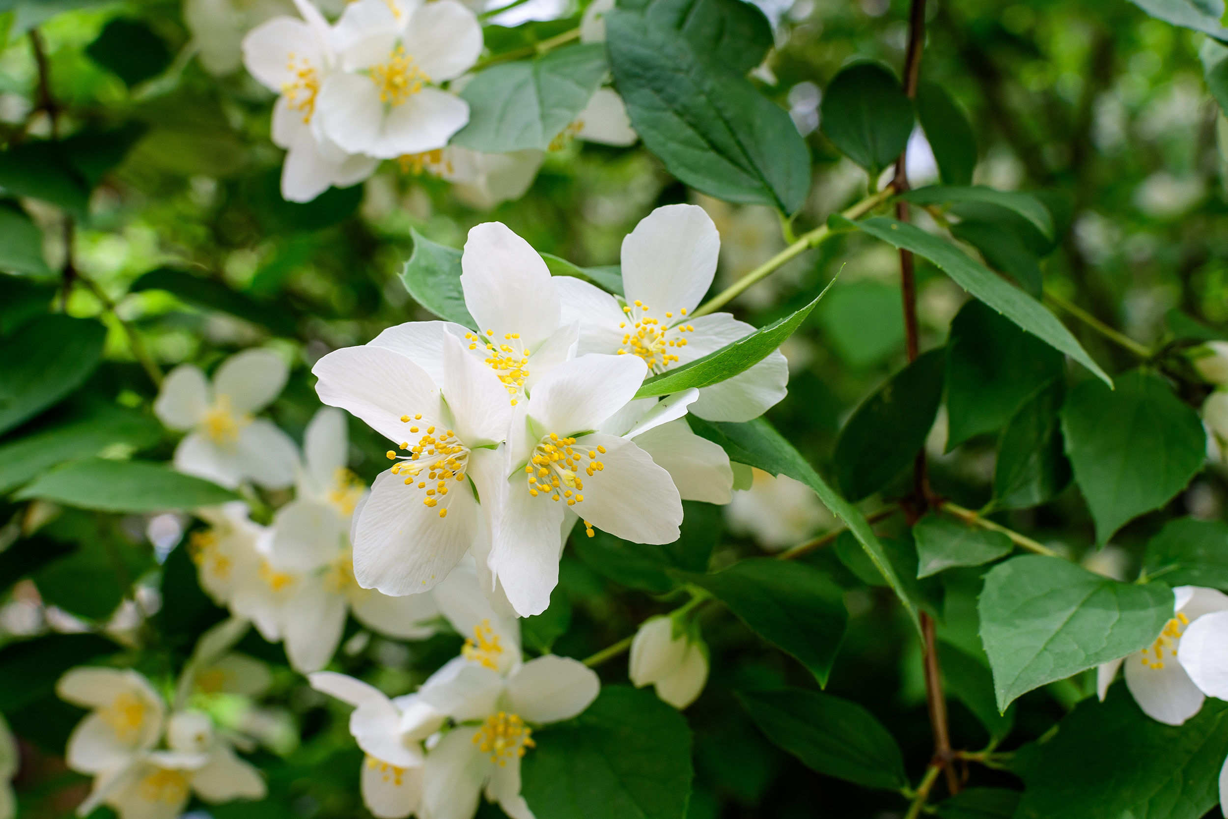 Mock Orange