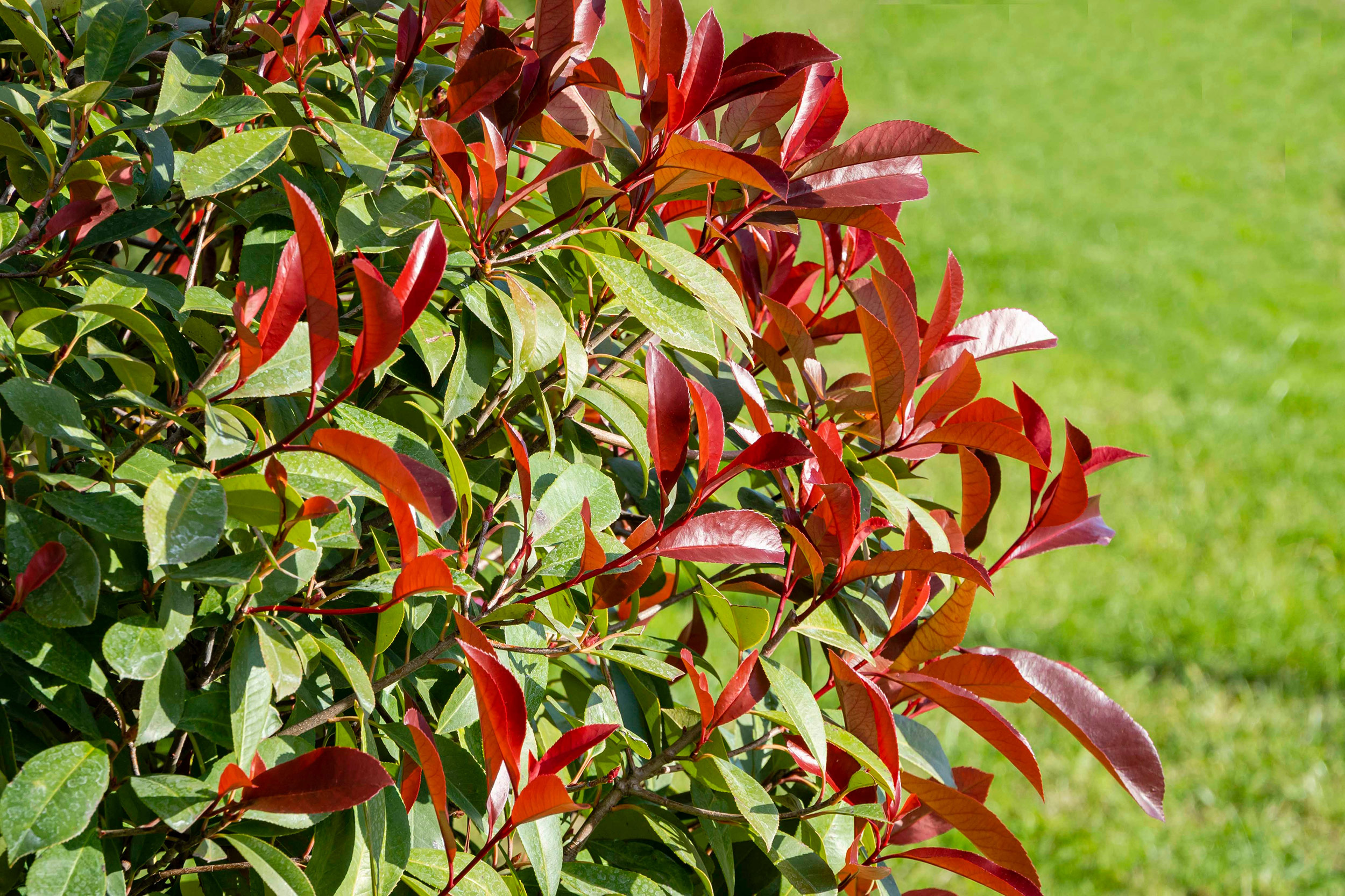 Photinia