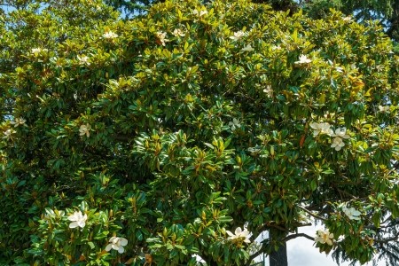 Evergreen Magnolia